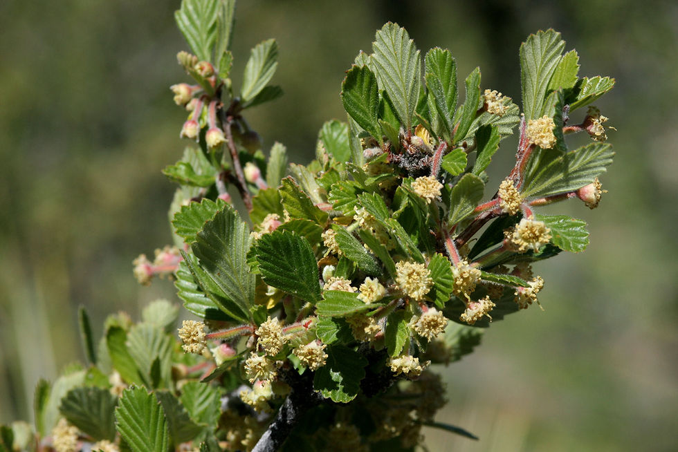 Thumbnail: Mountain Mahogany   10 Seeds   Cercocarpus montanus