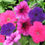 Thumbnail: Petunia Mix  100 Seeds  Petunia hybrida