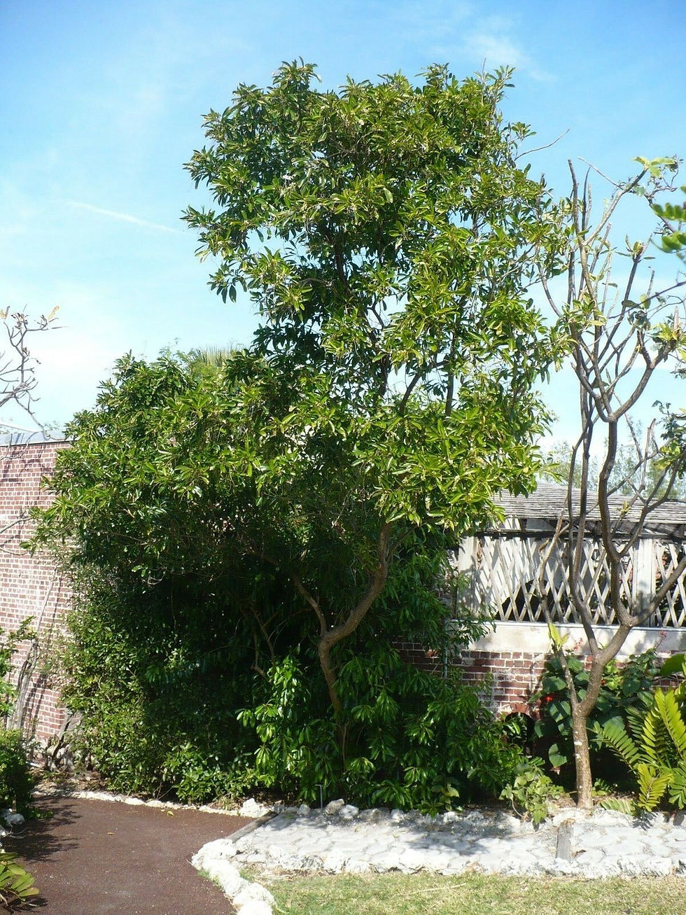 Thumbnail: Florida Fiddlewood Citharexylum fruticosum 20 Seeds