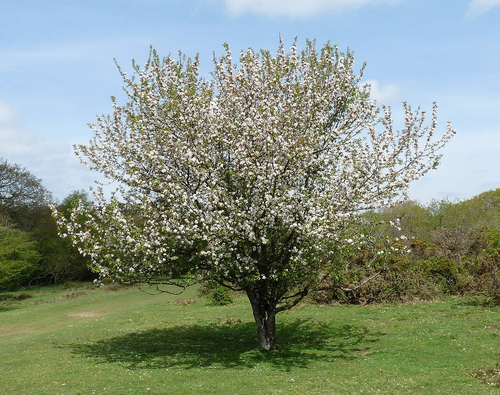 Thumbnail: European Crab Apple Malus sylvestris 10 Seeds