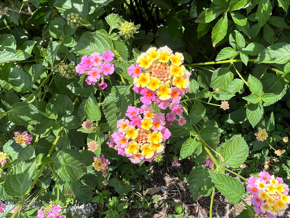 Thumbnail: Pink Lantana Shrub Verbena Lantana camara 100 Seeds