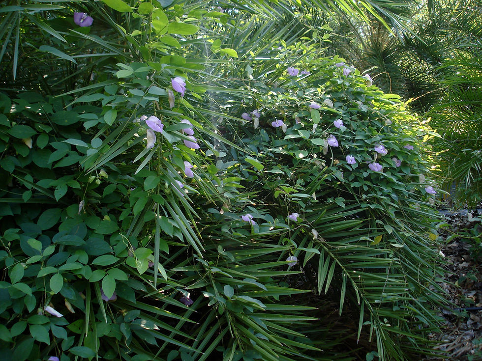 Thumbnail: Tropical Butterfly Pea  Centrosema pubescens  20 Seeds
