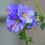 Thumbnail: Jacob's Ladder  100 Seeds  Polemonium caerulum  USA Company