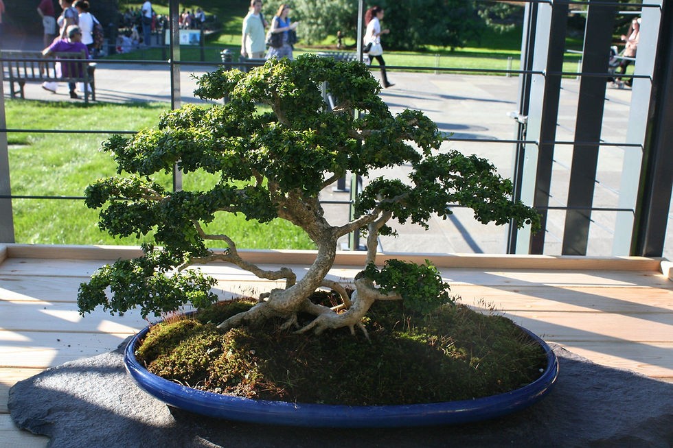 Thumbnail: Chinese Boxwood Buxus microphylla 100 Seeds