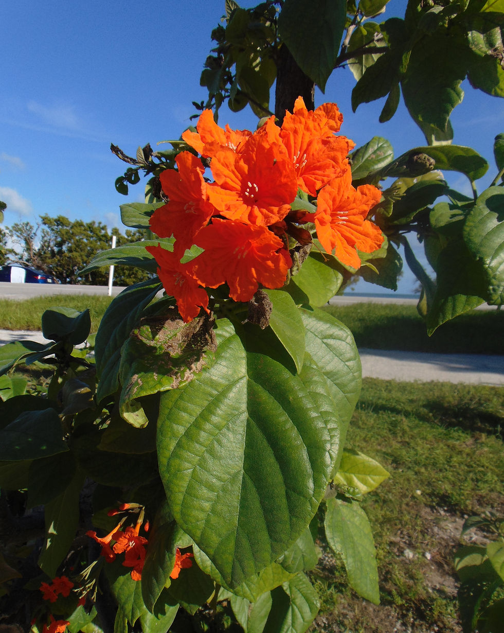 Thumbnail: Geiger Tree  10 Seeds  Cordia sebestena