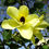 Thumbnail: Yellow Orchid Tree Bauhinia tomentosa 20 Seeds