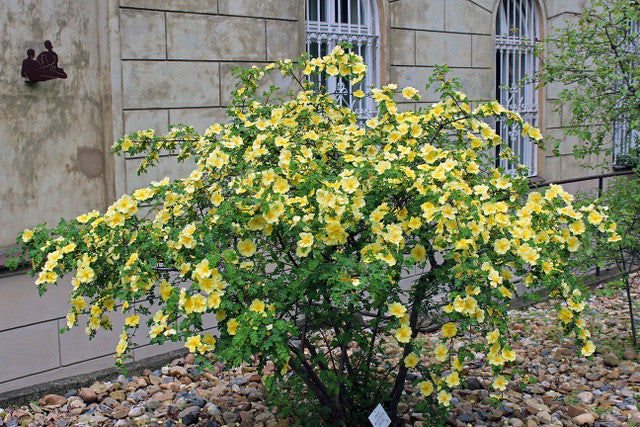 Thumbnail: Yellow Rose  20 Seeds  Rosa xanthina