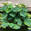 Thumbnail: Sacred Lotus Nelumbo nucifera 10 Seeds  USA Company