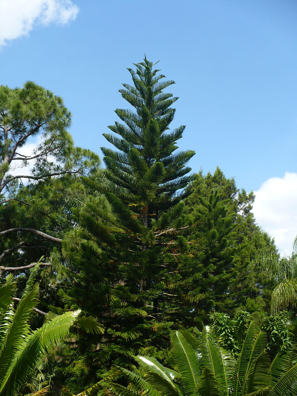 Thumbnail: Norfolk Island Pine   5 Seeds   Araucaria excelsa