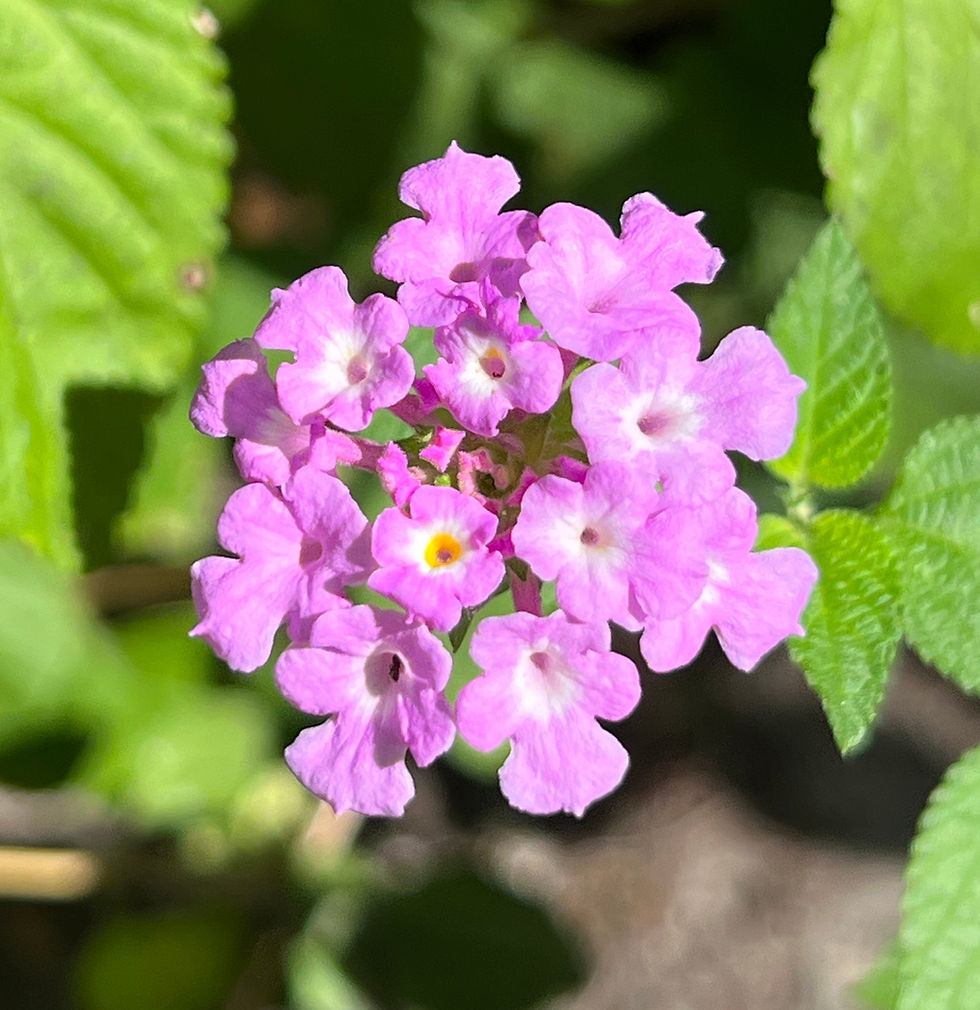 Thumbnail: Purple Lantana Lantana montevidensis 20 Seeds  USA Company