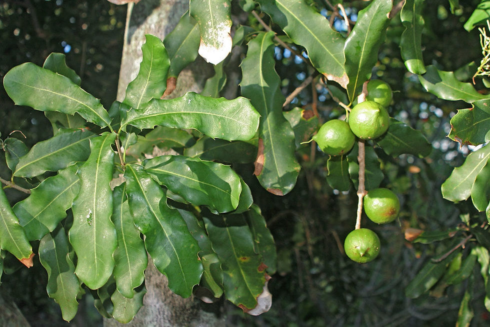 Thumbnail: Macadamia Nut  5 Seeds  Macadamia integrifolia