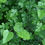 Thumbnail: White Mulberry Morus alba 100 Seeds