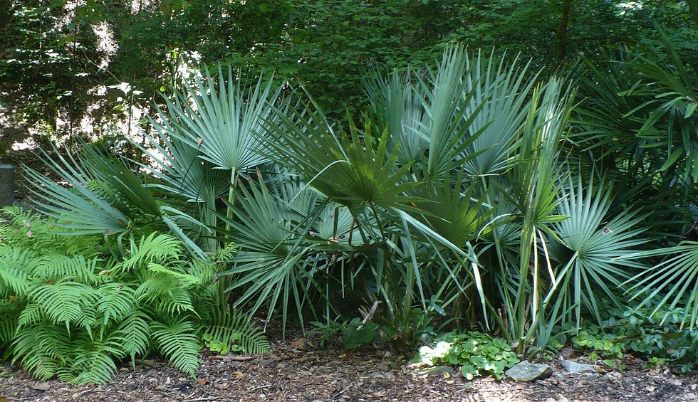 Thumbnail: Dwarf Palmetto  Sabal minor  20 Seeds