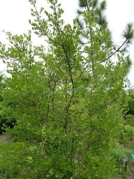 Thumbnail: Sparkleberry Vaccinium arboreum 100 Seeds