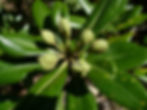 Thumbnail: Japanese Mock Orange Pittosporum tobira 100 Seeds  USA Company