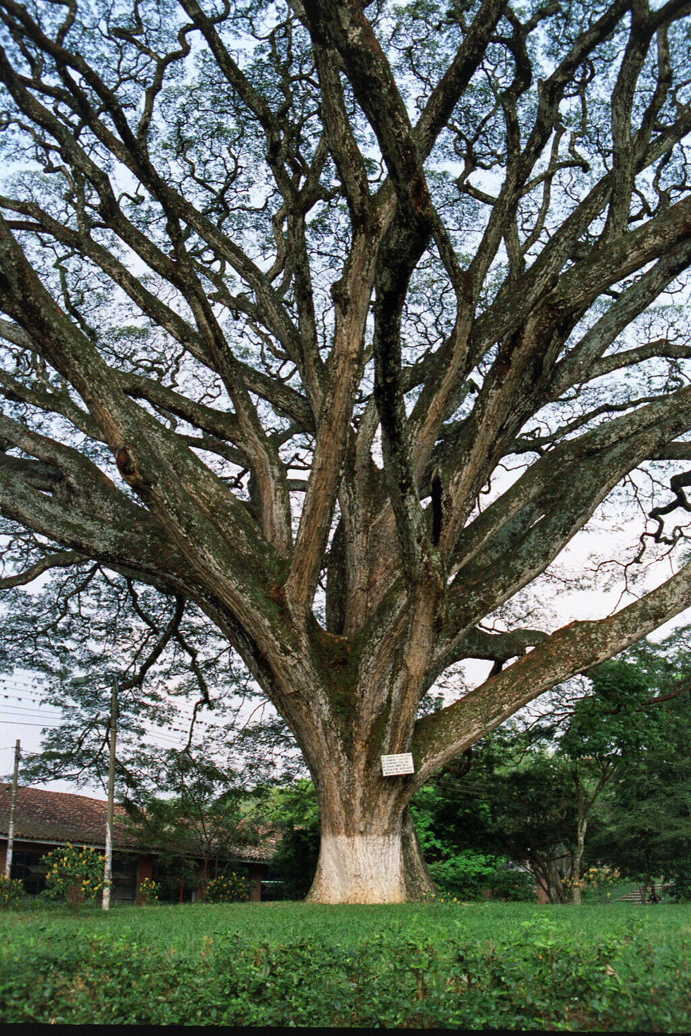 Thumbnail: Rain Tree  Samamea saman  20 Seeds