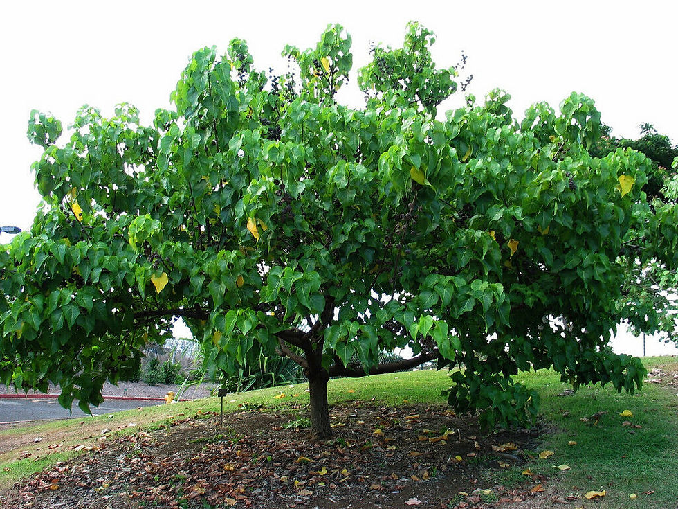 Thumbnail: Seaside Mahoe  Portia Tree  Thespesia populnea  20 Seeds