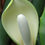 Thumbnail: Tree Philodendron  100 Seeds  Philodendron selloum