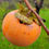 Thumbnail: Japanese Persimmon  10 Seeds  Diospyros kaki