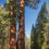 Thumbnail: Giant Sequoia  Redwood  Sequoiadendron Giganteum  20 Seeds