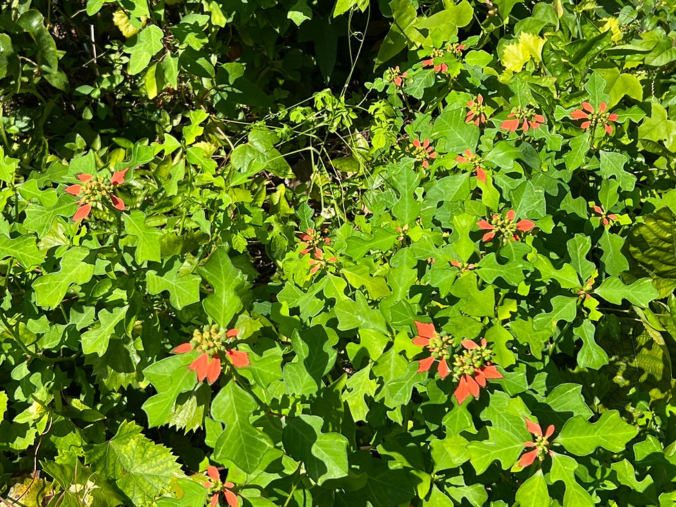 Thumbnail: Wild Poinsettia  20 Seeds  Poinsettia cyathophora