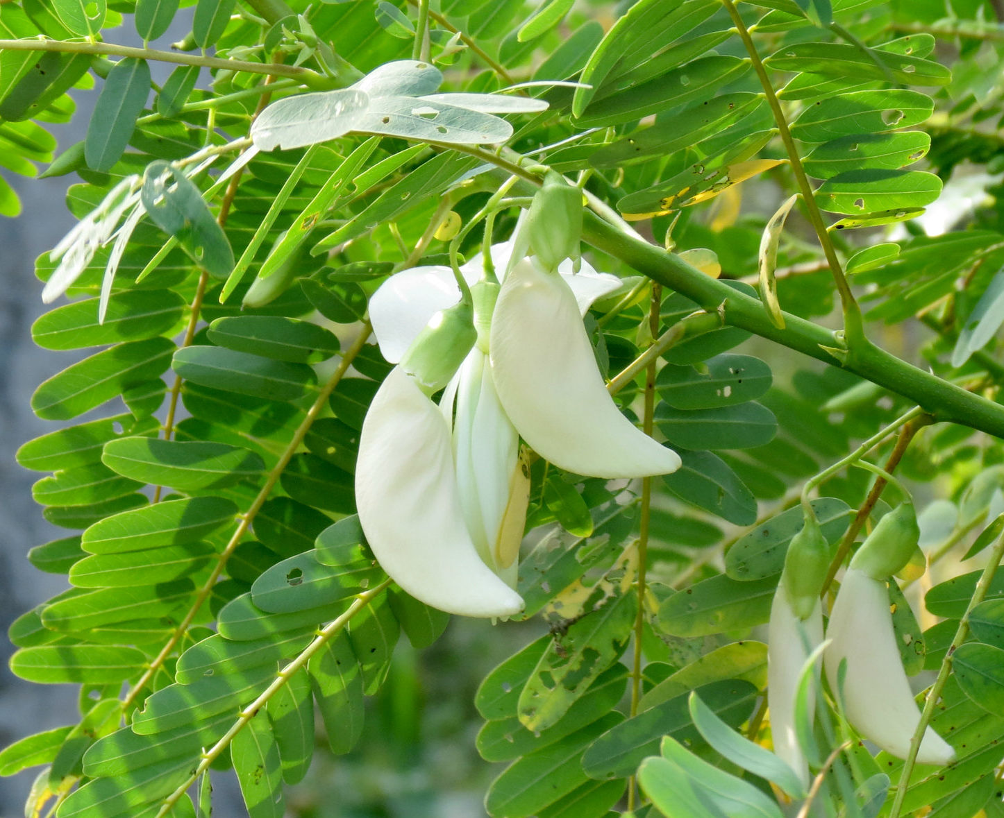 White Hummingbird Tree 20 Seeds Sesbania Grandiflora