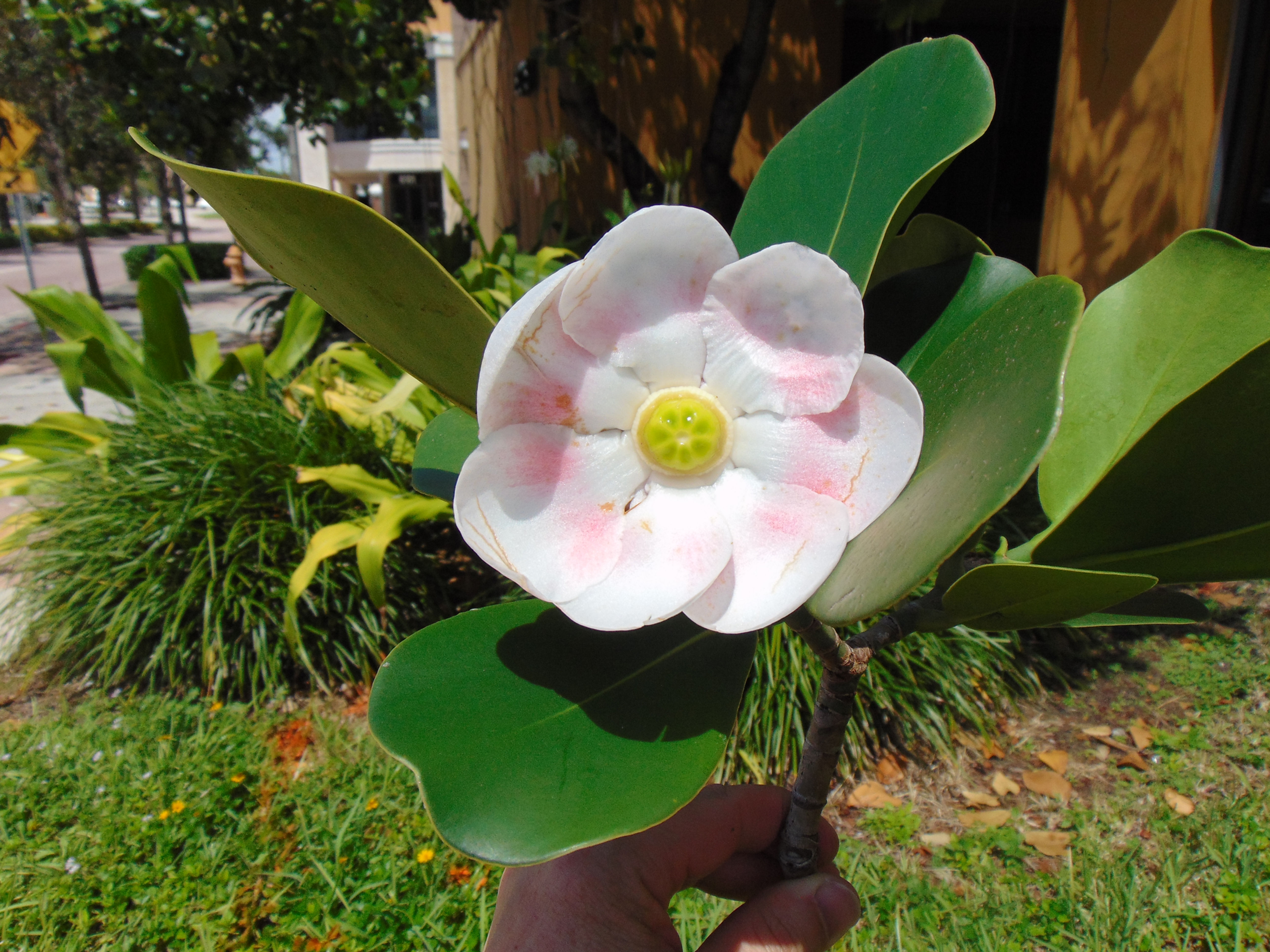 Pitch Apple 5 Seeds Clusia Rosea
