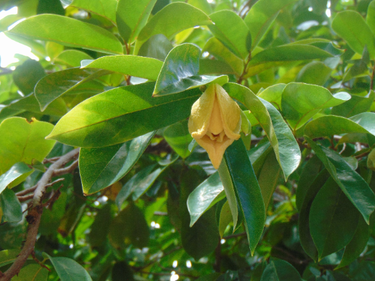 Thumbnail: Soursop  Guanabana  Annona muricata  20 Seeds