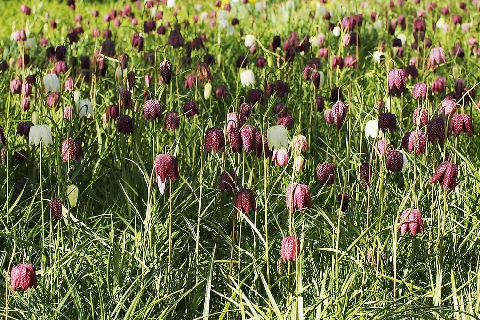 Thumbnail: Checkered Lily  50 Seeds  Fritillaria meleagris