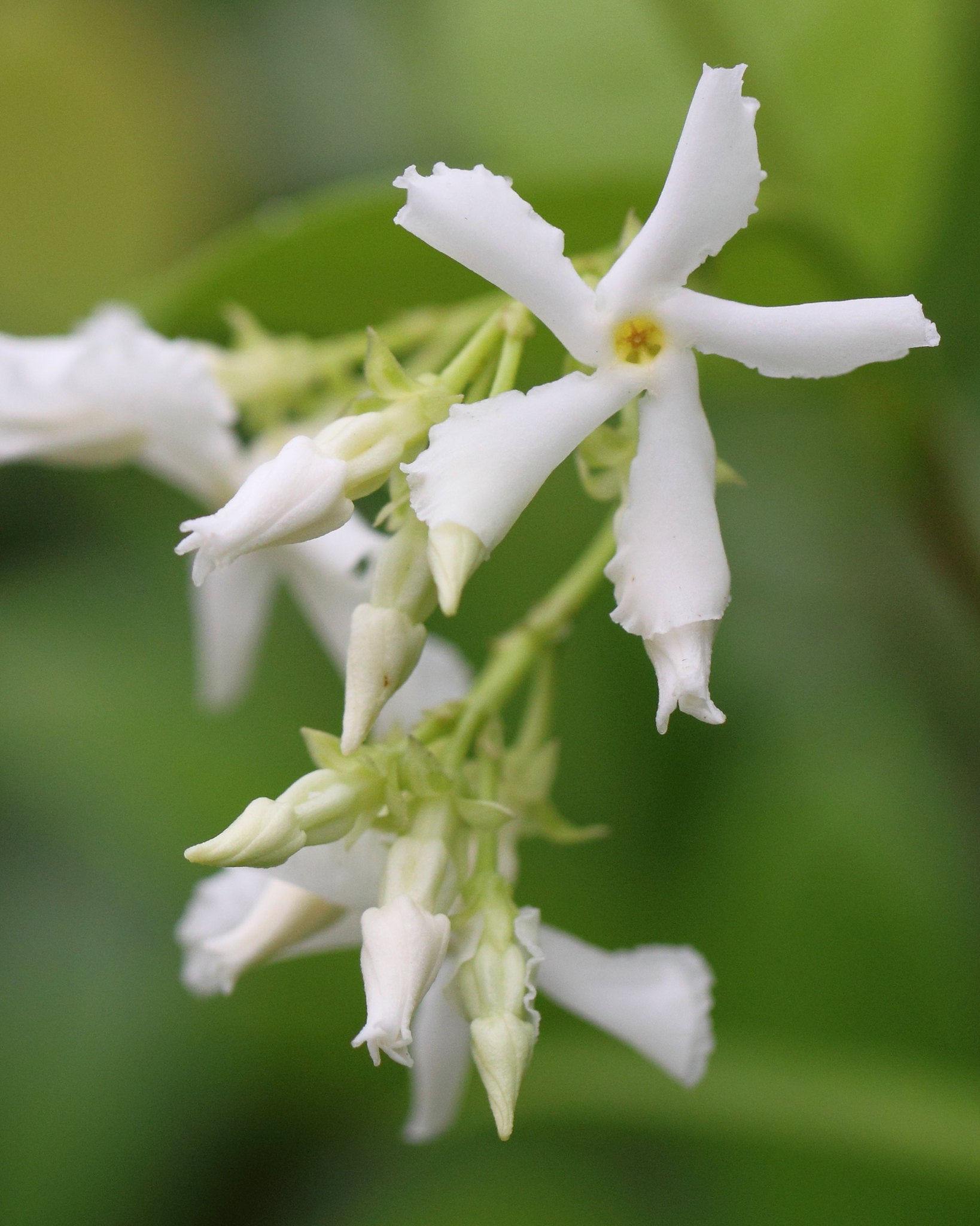 Star Jasmine Trachelospermum jasminoides 10 Seeds