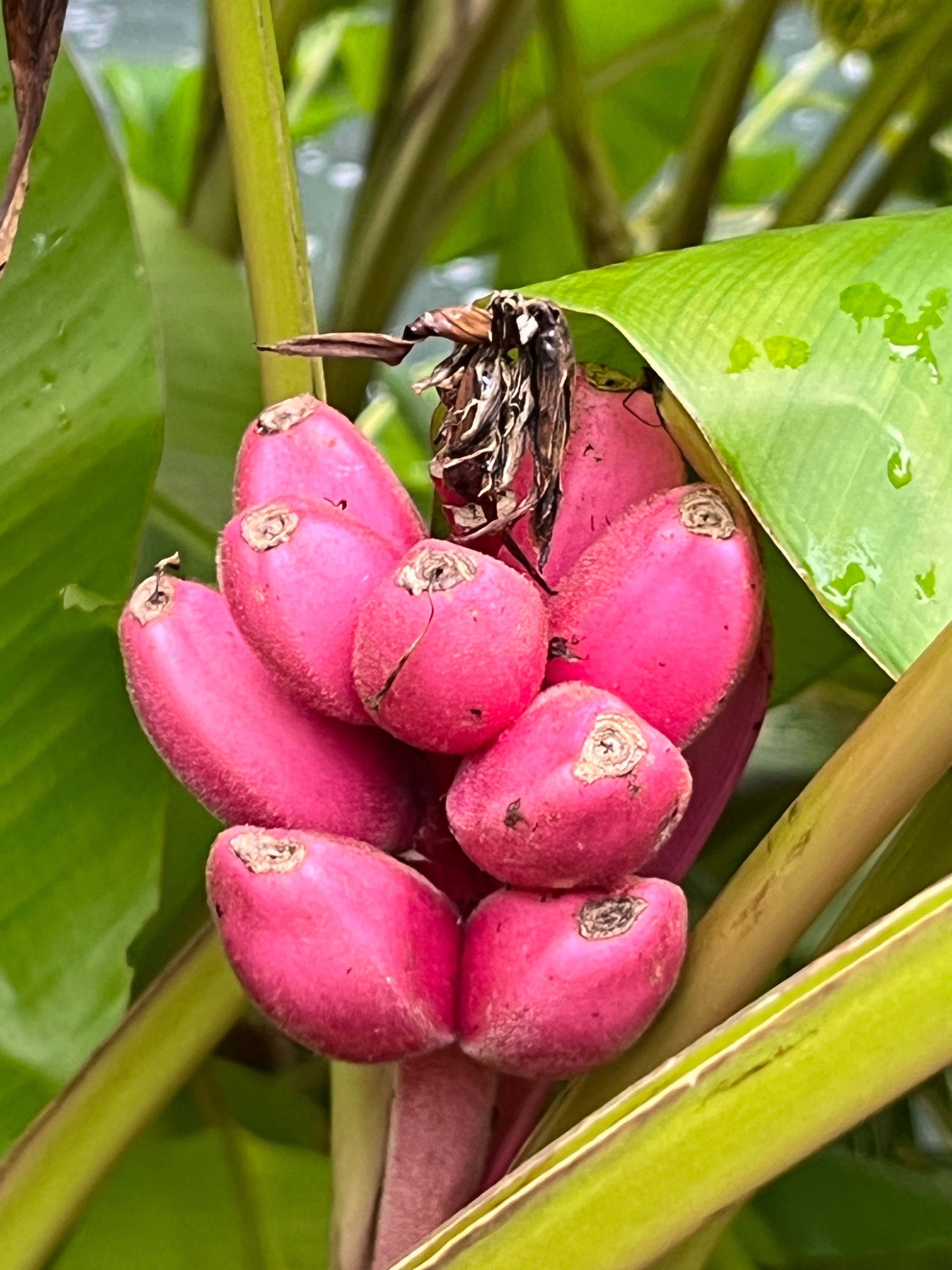 Pink Banana  Musa velutina  20 Seeds