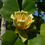 Thumbnail: Tulip Tree  Liriodendron tulipifera  100 Seeds