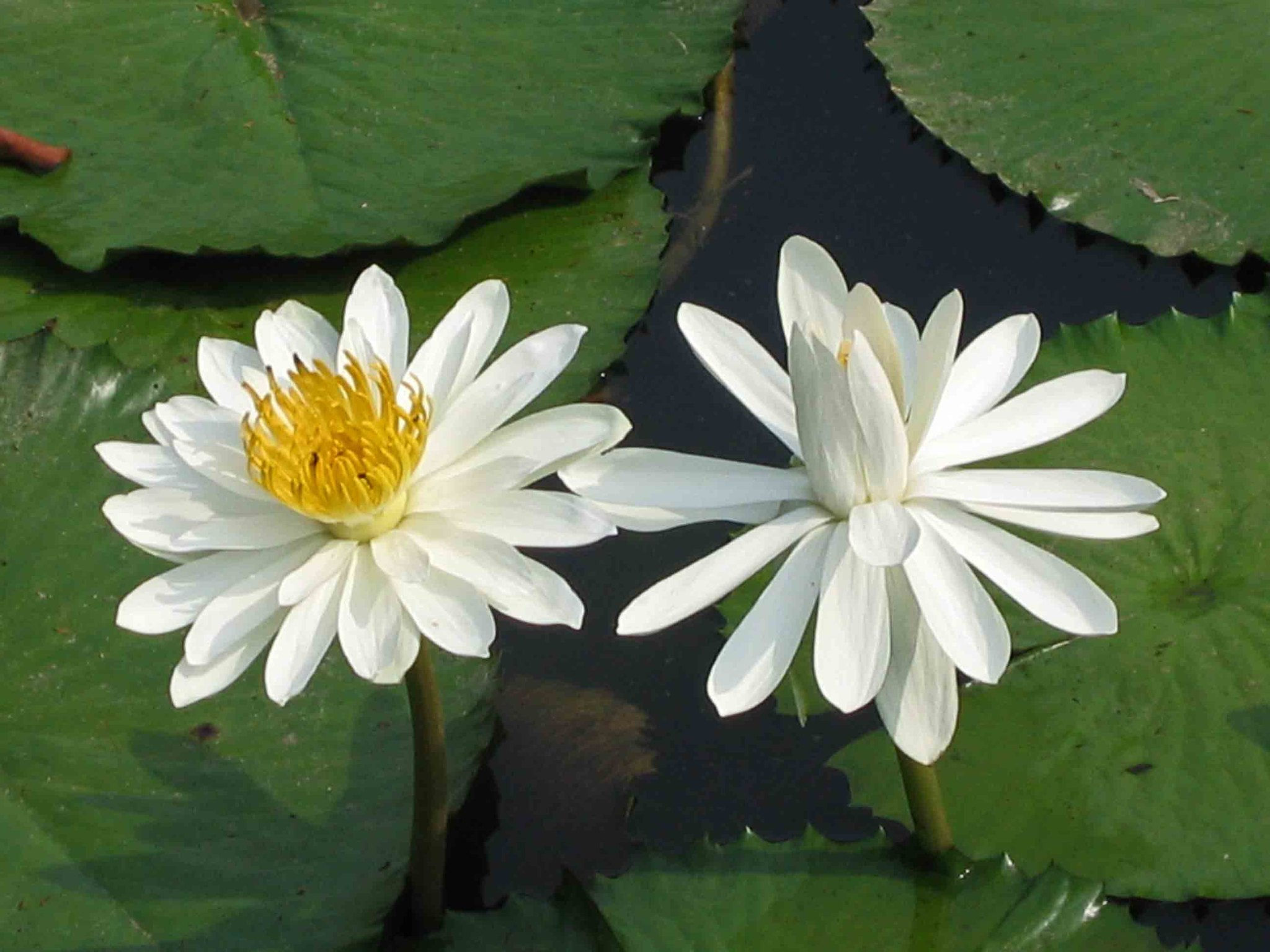White Water Lily  Nymphaea pubescens  100 Seeds