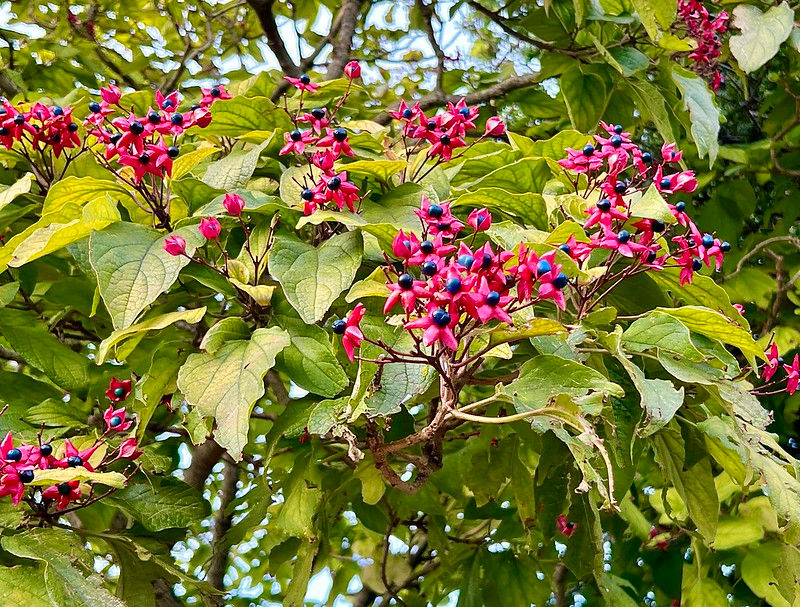 Thumbnail: Harlequin Glorybower  20 Seeds  Clerodendrum trichotomum