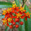 Thumbnail: Tropical Milkweed  Asclepias curassavica  100 Seeds
