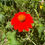 Thumbnail: Mexican Sunflower  Tithonia speciosa  100 Seeds