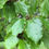 Thumbnail: Japanese Raisin Tree Hovenia dulcis 10 Seeds