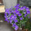 Thumbnail: Balloon Flower  100 Seeds  Platycodon grandiflorus
