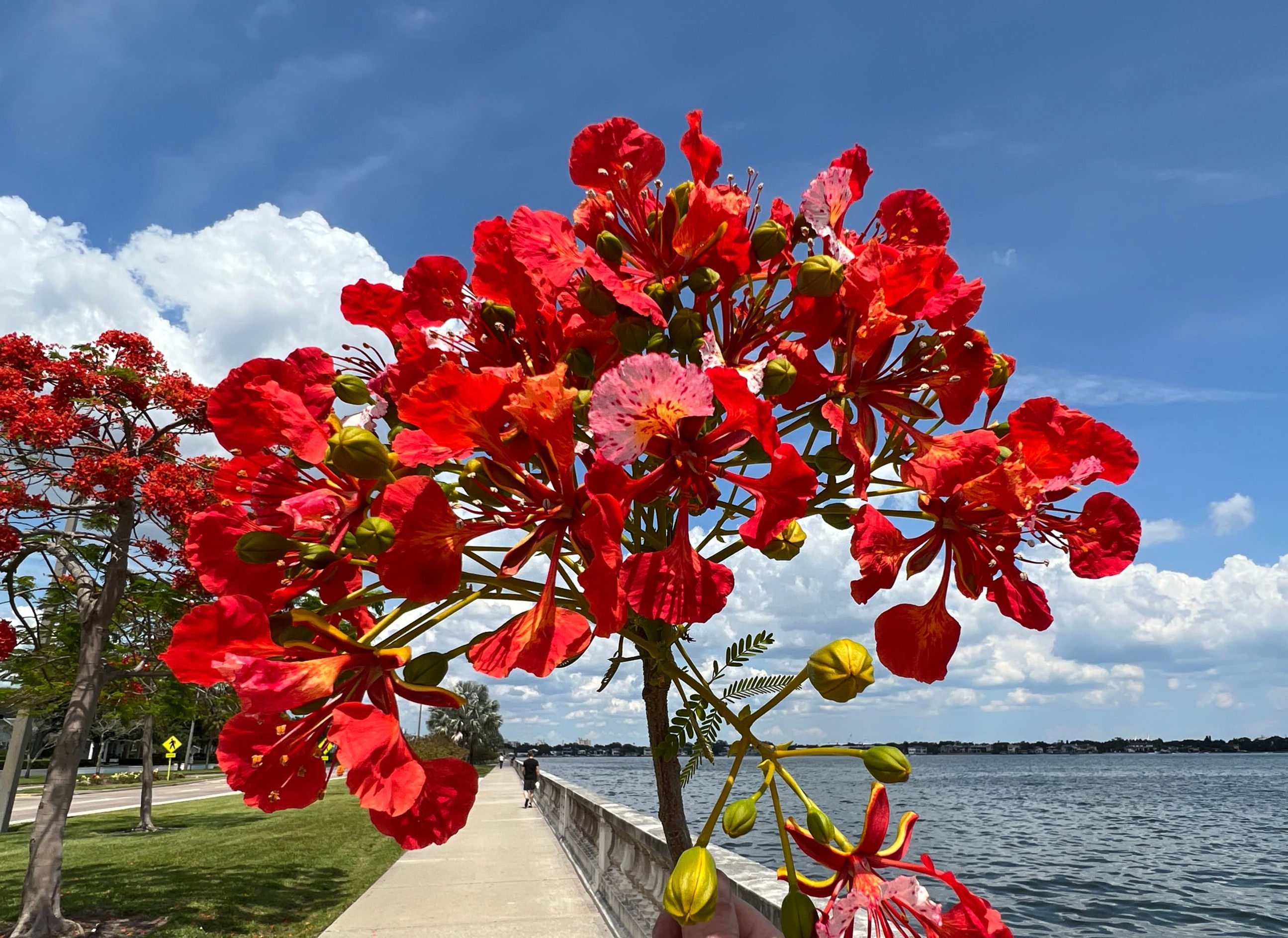 Royal Poinciana Delonix regia 10 Seeds