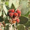 Thumbnail: Manzanita  5 Seeds  Arctostaphylos manzanita