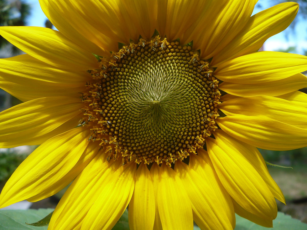 Thumbnail: Giant Sunflower   100 Seeds   ‘Mammoth Gray Stripe’   Helianthus annuus