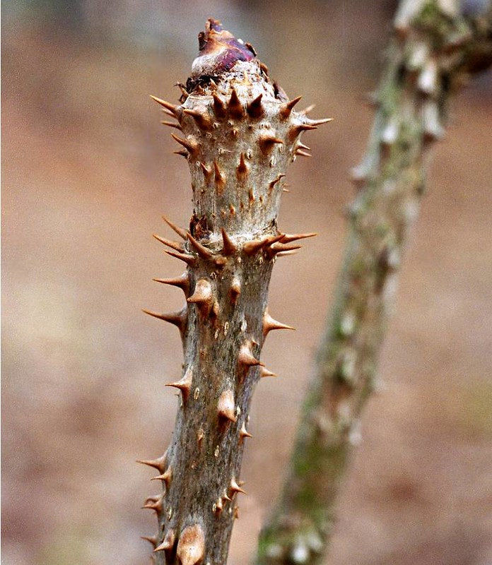 Thumbnail: Devil's Walking Stick  Aralia Spinosa  100 Seeds