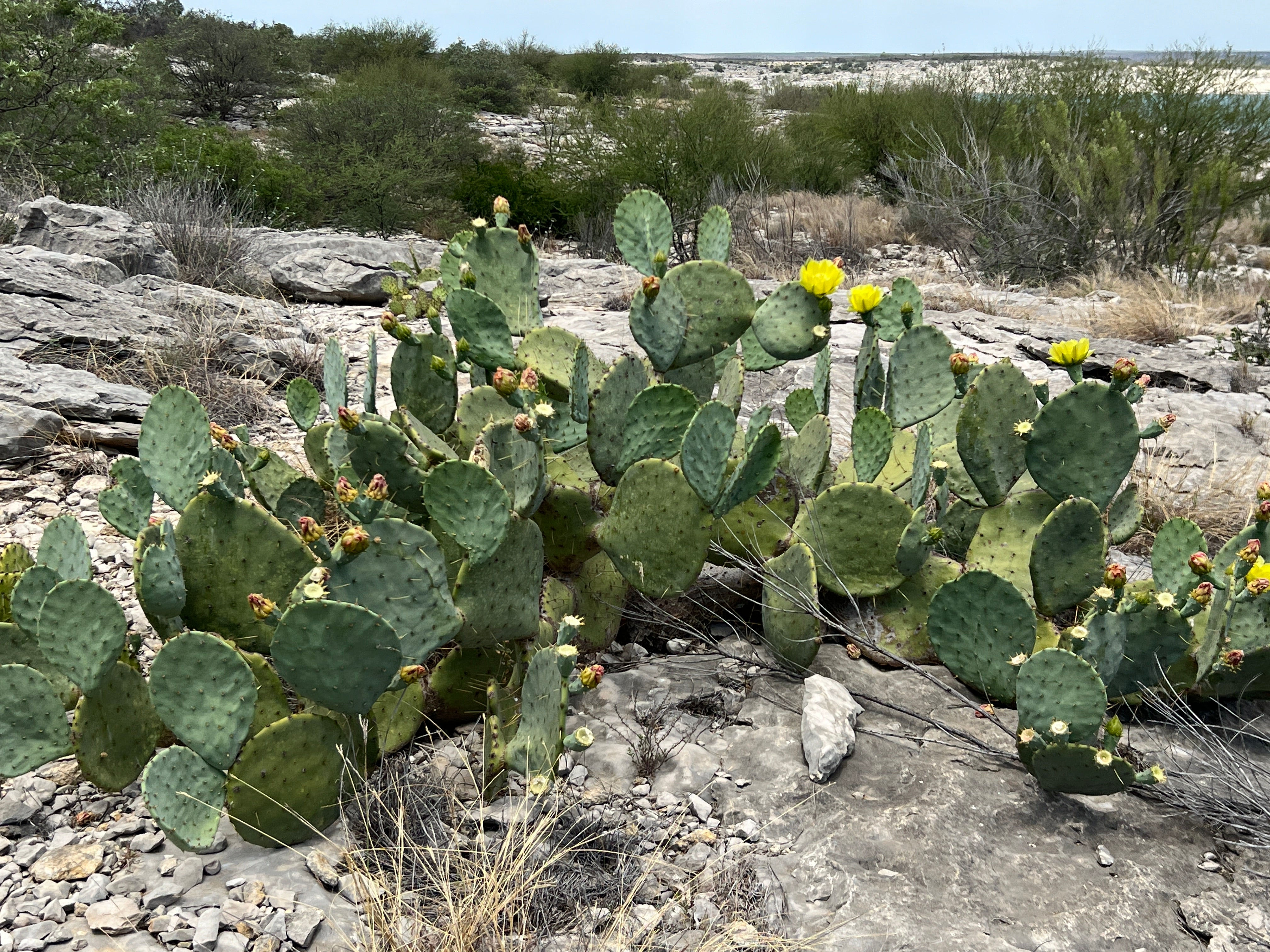Texas Prickly Pear  Opuntia engelmannii  100 Seeds