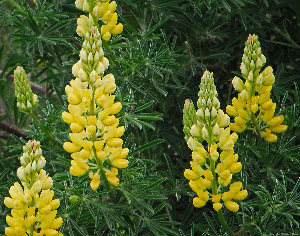 Thumbnail: Yellow Lupine   100 Seeds   Lupinus polyphyllus