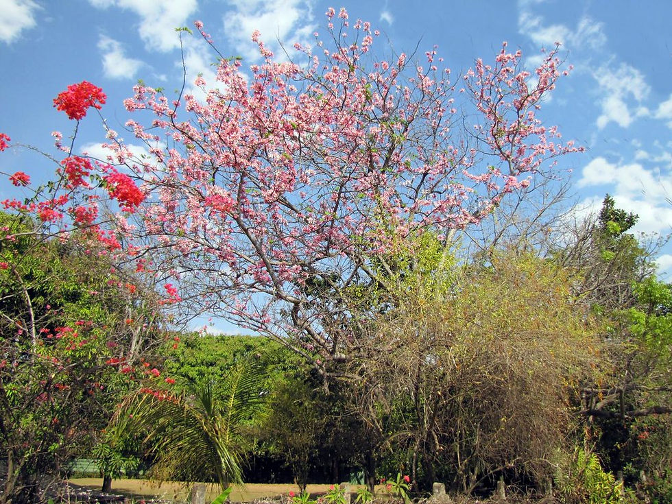 Thumbnail: Apple Blossom Tree  10 Seeds  Cassia nodosa