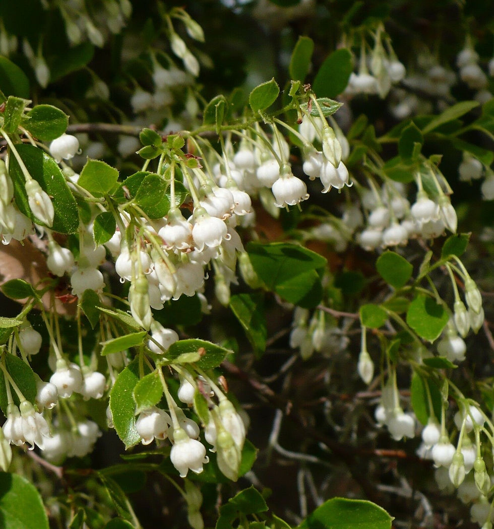 Thumbnail: Sparkleberry Vaccinium arboreum 100 Seeds