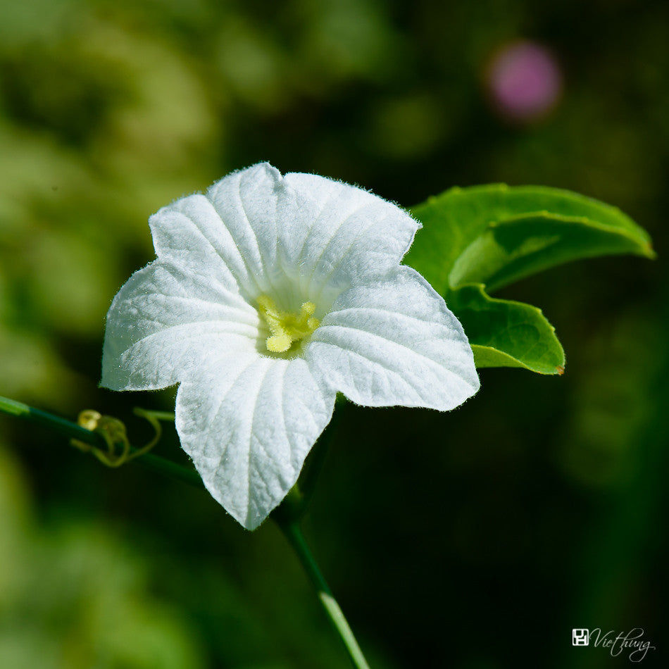 Thumbnail: Ivy Gourd   20 Seeds   Scarlet Gourd   Coccinia grandis