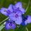 Thumbnail: Ohio Spiderwort  Tradescantia ohiensis  100 Seeds