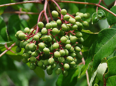 Thumbnail: Hercules' Club  Zanthoxylum clava-herculis  100 Seeds
