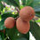 Thumbnail: Sapodilla Manilkara zapota 10 Seeds  USA Company